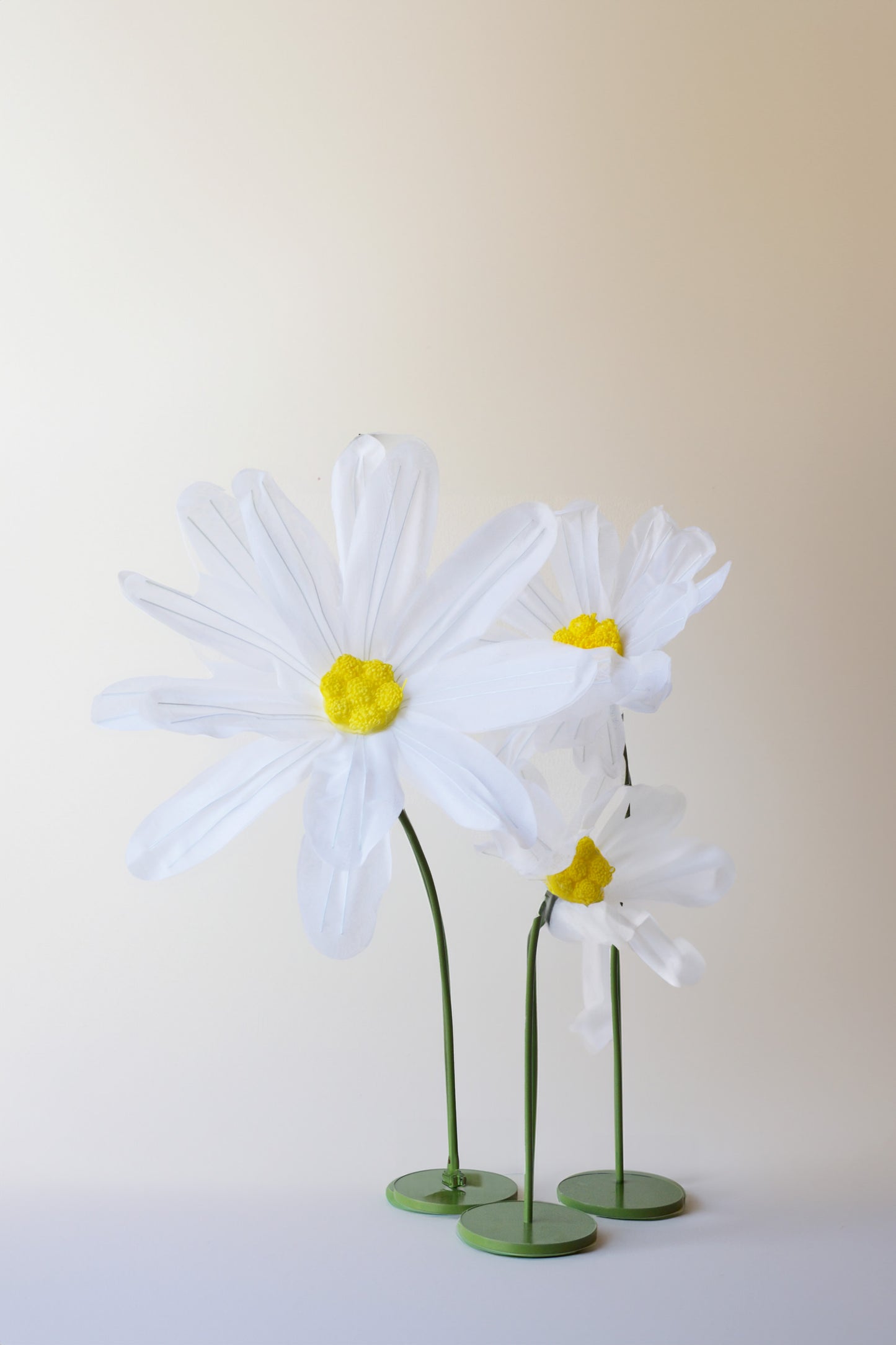 Standing Daisies Set